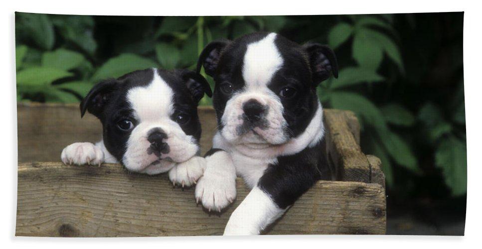 Boston Terrier Character, Appearance, Breeders, Puppies