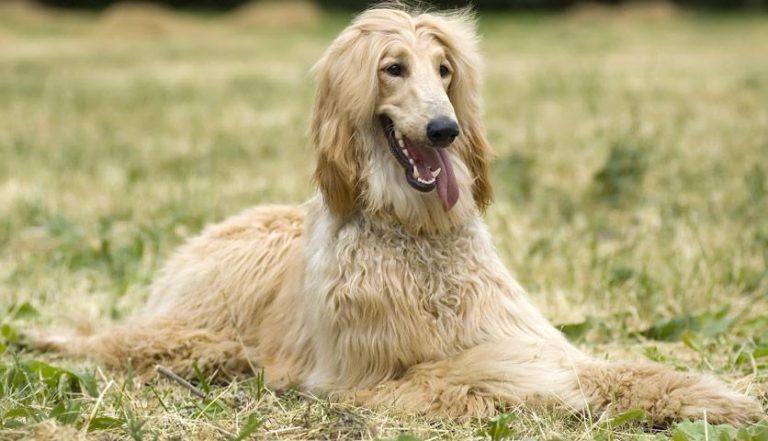 Afghan Hound Temperament, Puppies, Breeders and Price