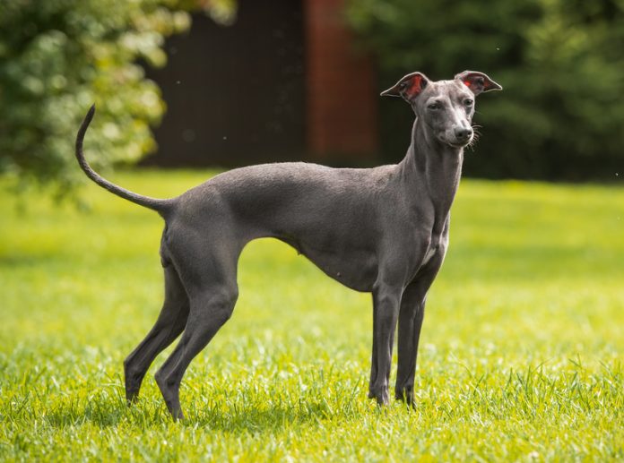 Italian Greyhound: Temperament, Breeders, Price, and Puppies For Sale